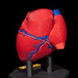 Heart-Anatomical-Model-5.jpg Heart Anatomical Model