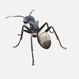 ant3.png ANT PRINT-IN-PLACE