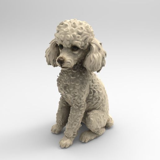 p1.jpg caniche sentado