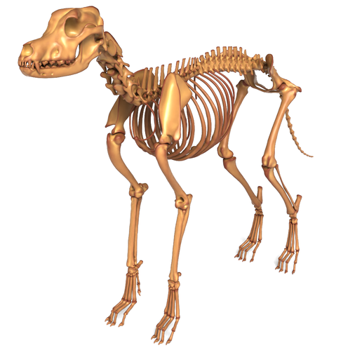 Dog Skeleton – Realistic Canine Anatomy Model (STL Ready for 3D Print)