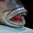 Dentex-mouth-statue-37.png fish Common dentex / dentex dentex open mouth statue detailed texture for 3d printing
