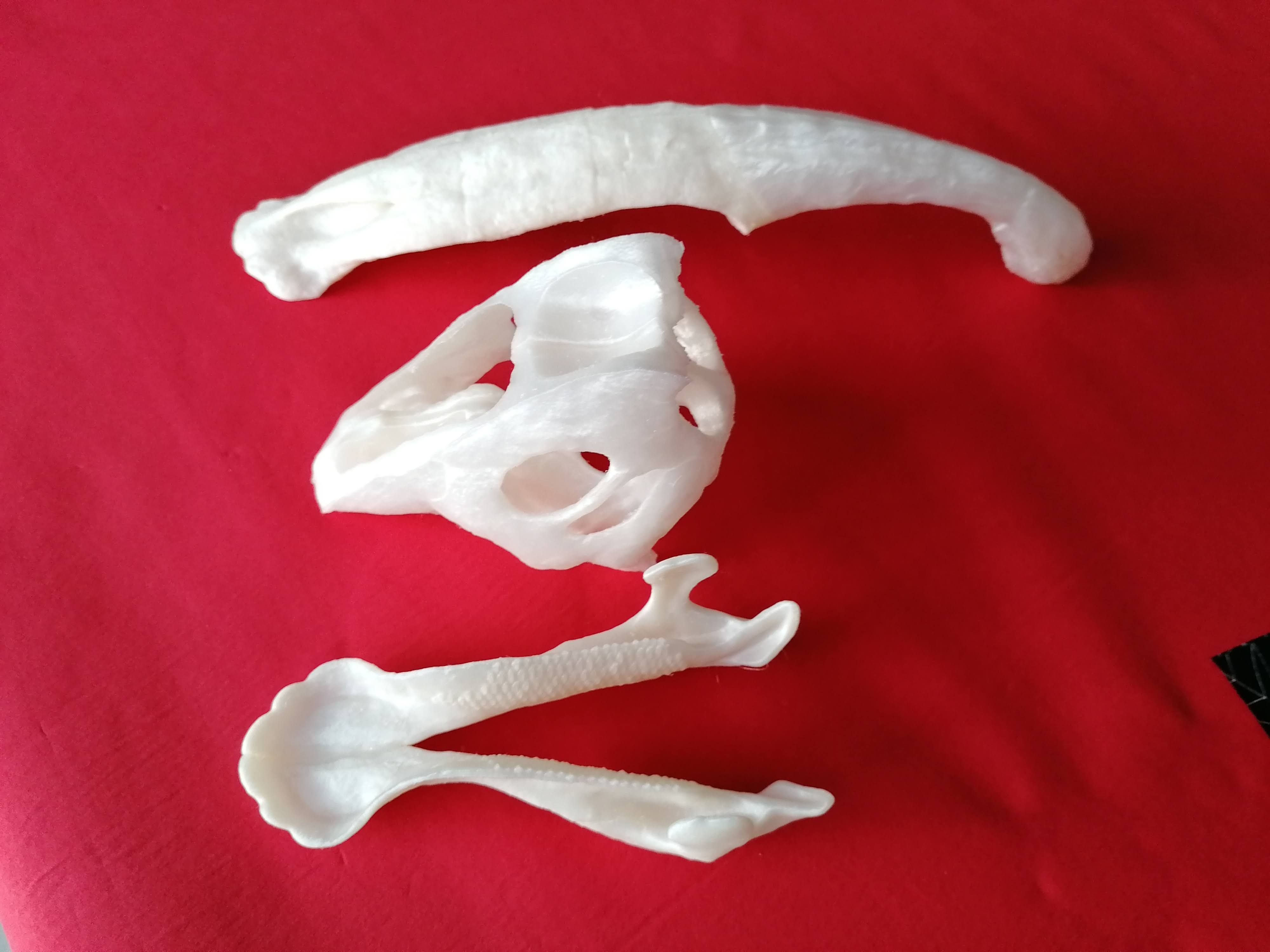 IMG_20201031_153726.jpg Fichier STL Crâne de dinosaure - Parasaurolophus・Plan imprimable en 3D à télécharger, Think3dprint