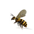 0_00021.jpg DOWNLOAD BEE 3D Model BEE - Obj - FbX - 3d PRINTING - 3D PROJECT - BLENDER - 3DS MAX - MAYA - UNITY - UNREAL - CINEMA4D - BEE GAME READY - POKÉMON - RAPTOR