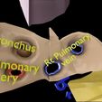 lung-pulmonary-segment-anatomy-3d-model-blend-37.jpg Lung Pulmonary segment anatomy 3D model