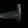 Barracuda-solo-model-12.png fish head great barracuda trophy statue detailed texture for 3d printing