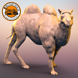 Bactrian-Camel-2.png Camel Bactrian #2
