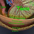 file-10.jpg testis with covering layers 3D model