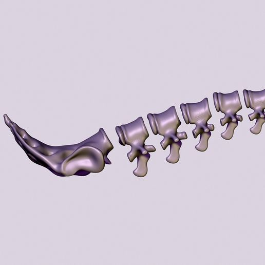 07.jpg printable spine divided into vertebrae