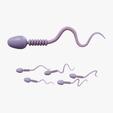 Spem_Thumbnail.png Sperm Cell Anatomy