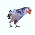 FFFD.jpg CHICKEN CHICKEN - DOWNLOAD CHICKEN 3d Model - animated for Blender-Fbx-Unity-Maya-Unreal-C4d-3ds Max - 3D Printing HEN hen, chicken, fowl, coward, sissy, funk- BIRD - POKÉMON - GARDEN