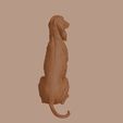 Afghan_Hound_0007.jpg Afghan Hound Dog in Sitting Pose
