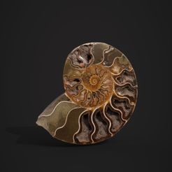 Fossil-Render-01.jpg Fichier STL Photoscan d'un fossile d'ammonite・Plan pour impression 3D à télécharger