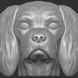 2.jpg Spaniel Cavalier dog head for 3D printing