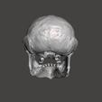3.png Chimpansee Skull - Pan troglodytes verus