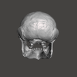 3.png Cranio di scimpanzé - Pan troglodytes verus