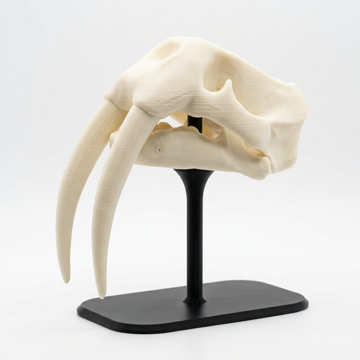 Walrus Skull Fossil Replica Life Size Arctic Marine Mammal