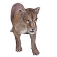 7W.jpg DOWNLOAD LIONESS 3d model - animated for blender-fbx-unity-maya-unreal-c4d-3ds max - 3D printing - LION - LIONESS - CAT - PREDATOR - RAPTOR - FELINE