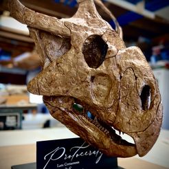 Protoceratops skull