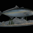 Greater-Amberjack-statue-1-9.png fish greater amberjack / Seriola dumerili statue underwater detailed texture for 3d printing