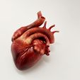 FullSizeRender-2.jpg Anatomical model of the human heart
