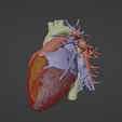 8.png 3D Model of Heart (from real patient)