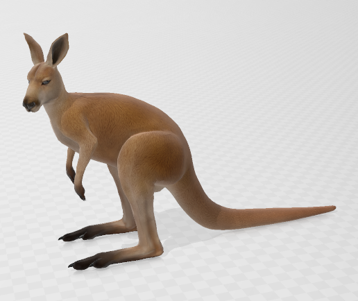 kangaroo 3D model