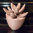 20230408_201612.jpg Small Pachyphytum potted plant