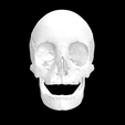 Screen-Shot-2023-02-03-at-4.03.25-PM.png 3D file Entire Hollow Skull Anatomical Model For 3D Printing・3D print design to download