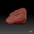 STL-00012-Waran2.jpg Monitor lizard head portrait