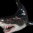 ss.jpg SHARK, DOWNLOAD Shark 3D modeL - Animated for Blender-fbx-unity-maya-unreal-c4d-3ds max - 3D printing SHARK SHARK FISH - TERROR  - PREDATOR - PREY - POKÉMON - DINOSAUR - RAPTOR