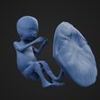 18weeks_5.png 18 weeks fetus
