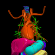 1.png 3D Model of Cardiovascular System, Thorax and Abdomen