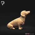 Dachshund-Smooth-Haired-Pose-05-Dog-3D-Print-2s.jpeg Teckel à poil lisse Pose 05