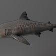 u0017.png Shark photorealistic- rigged stl included