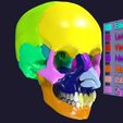 02.jpg Skull bones colored separable labelled
