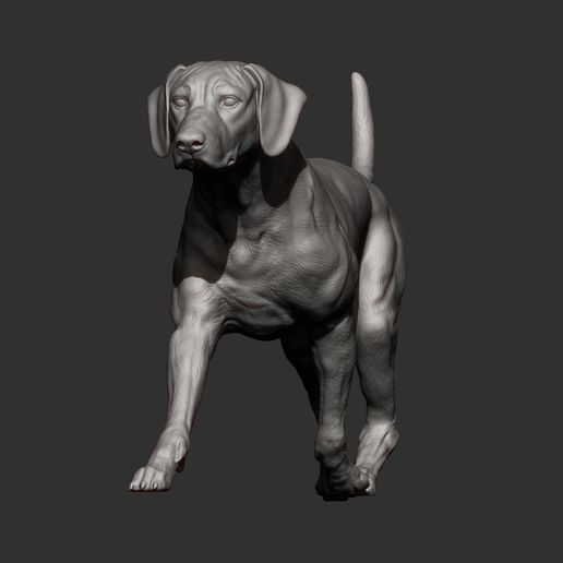 rhodesian-ridgeback-running12.jpg rhodesian ridgeback running 3D printed model