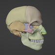 7.png 3D Model of Skull with Brain and Brain Stem - best version