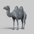 R02.jpg bactrian camel pose 01
