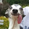 dylannJ