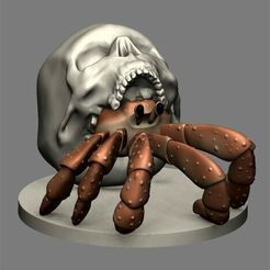 SkullHermie.jpg Hermit Crab in Skull