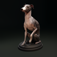 Dog_04.png Italian Greyhound - Dog Pet 04 Posed