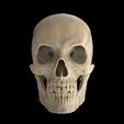 02.jpg 人类男性头骨 3D 模型