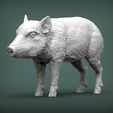 small-boar1.jpg Small boar 3D print model