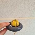 20240529_174816.jpg Floating pot for growing avocado pit