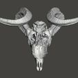 ram-skull3.jpg Ram skull, head, cranium