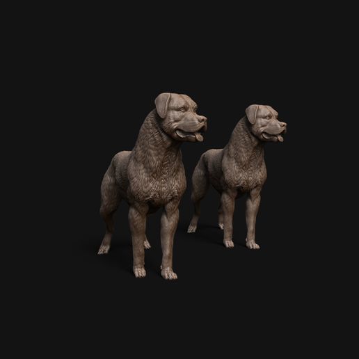 Rottweiler_standing_4.jpg Rottweiler dog standing - pre supported