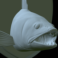 zander-head-trophy-32.png fish head trophy zander / pikeperch / Sander lucioperca open mouth statue detailed texture for 3d printing