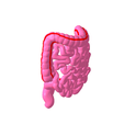 7.png Lower gastrointestinal tract segmented
