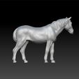 ho3.jpg Horse - realistic horse - scan horse