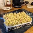 PXL_20211005_065045111.jpg Microgreens Sprouter